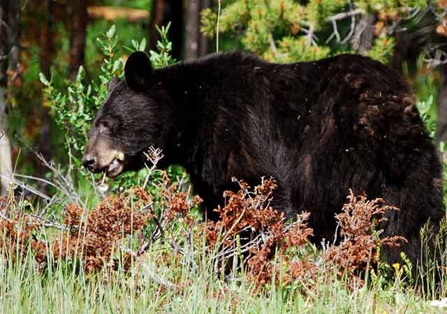 A black bear eating berries along the shoreline