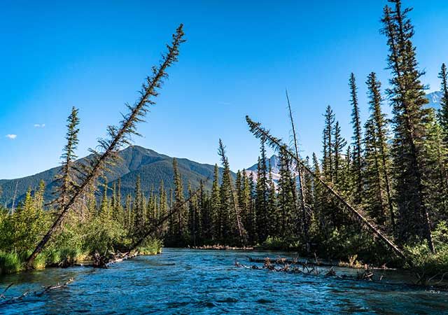 Trees leaning over river channel.