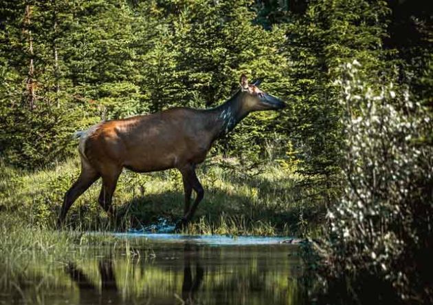 A female elk eating leaves along a riverbank.