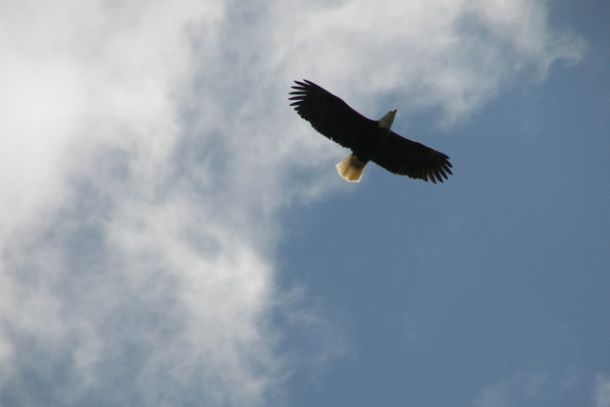 A bald eagle flying overhead