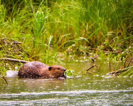 A beaver along the shore of the Bow River