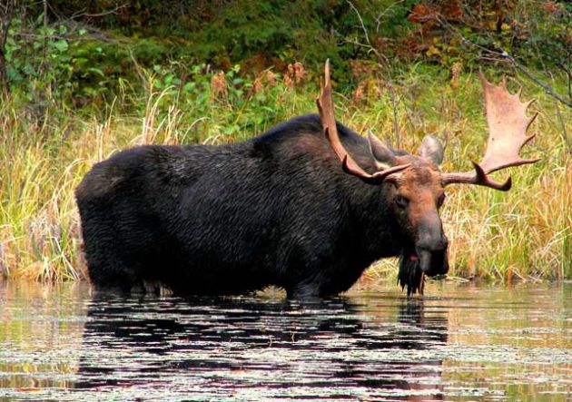 A bull moose standing in water