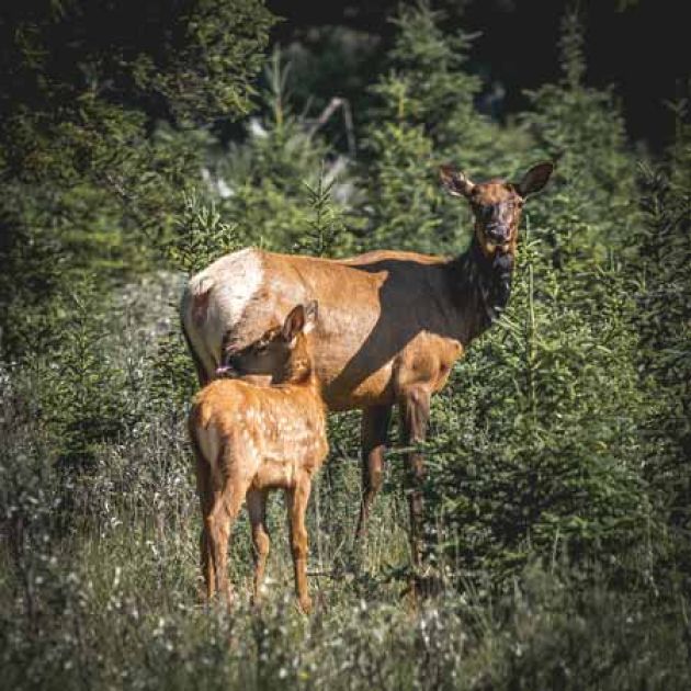 Deer family along the shore of the Bow River