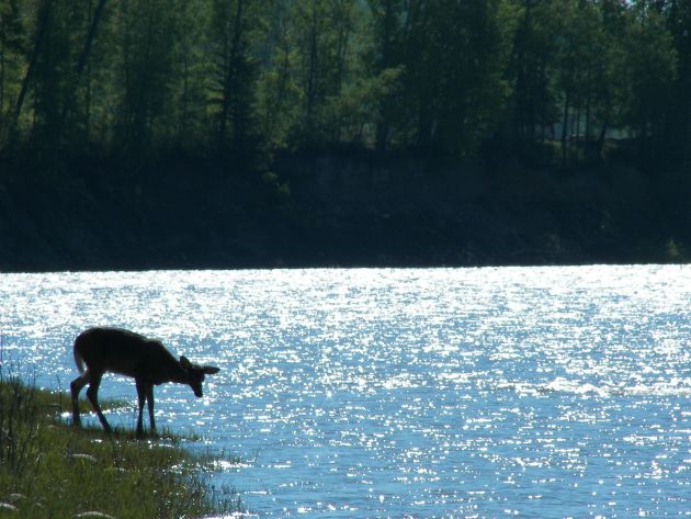 A bull moose standing in water